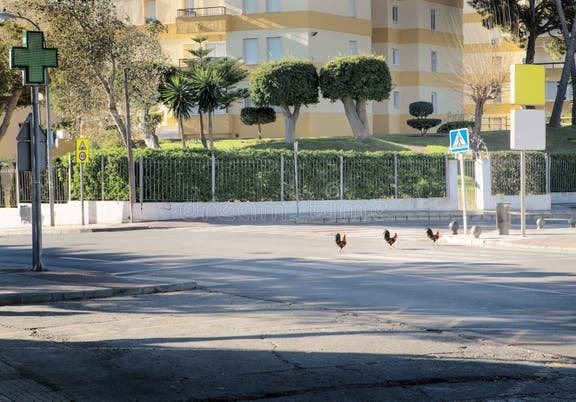 Explore juego chicken road
